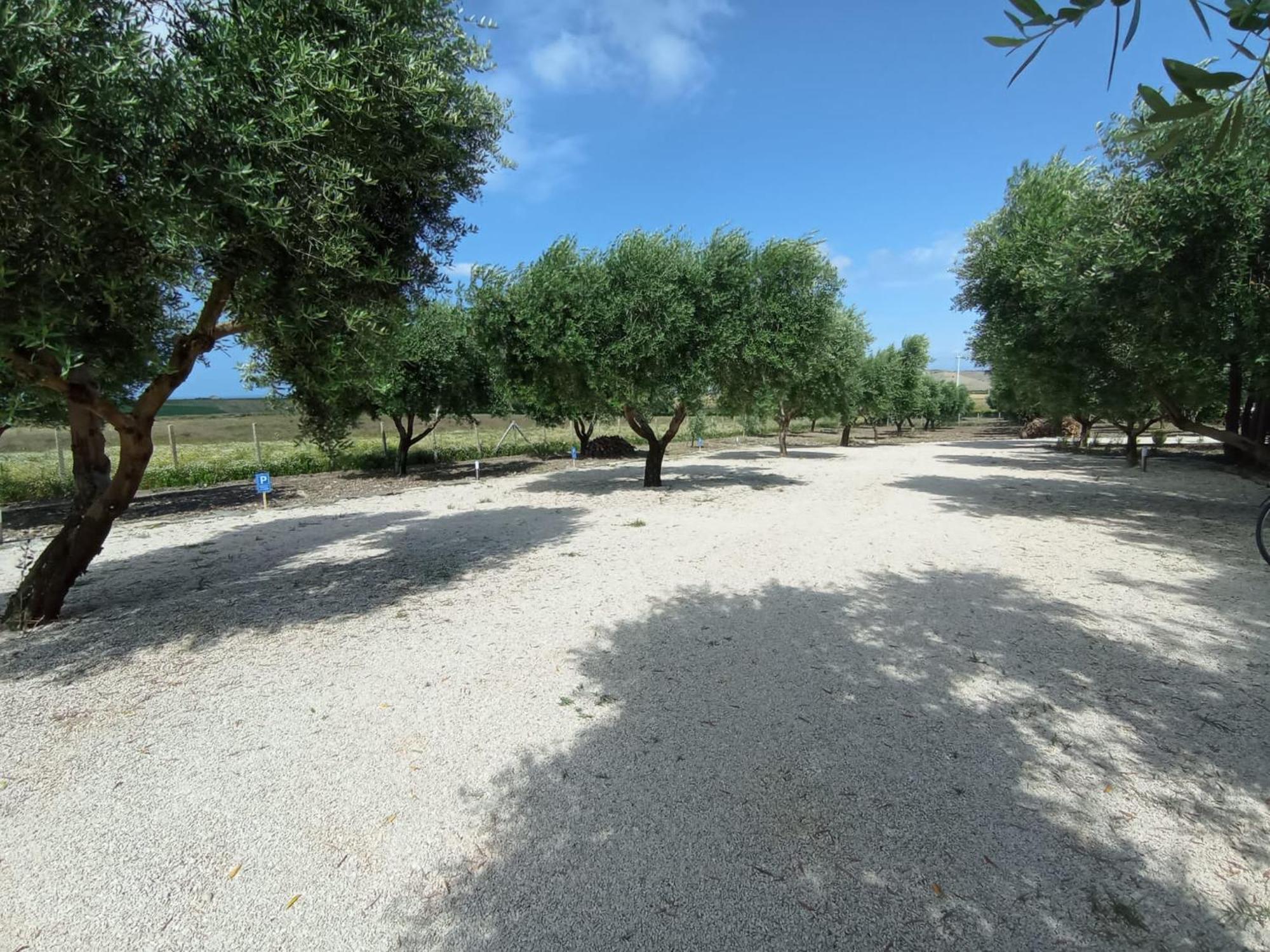 Tenuta Viale Degli Ulivi San Martino in Pensilis Екстер'єр фото